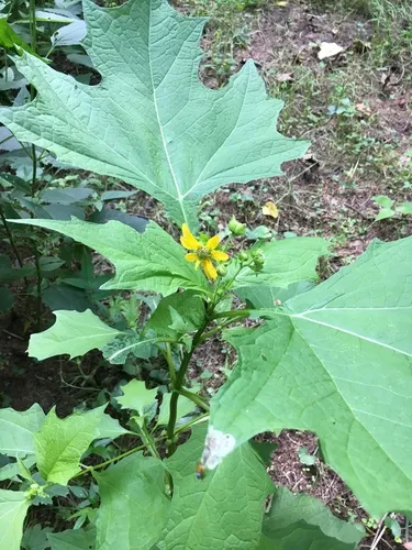bear's foot
