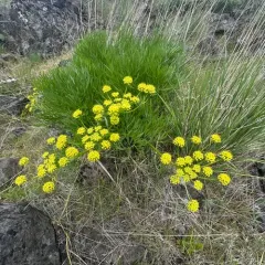 Suksdorf's Desert-Parsley thumbnail 3