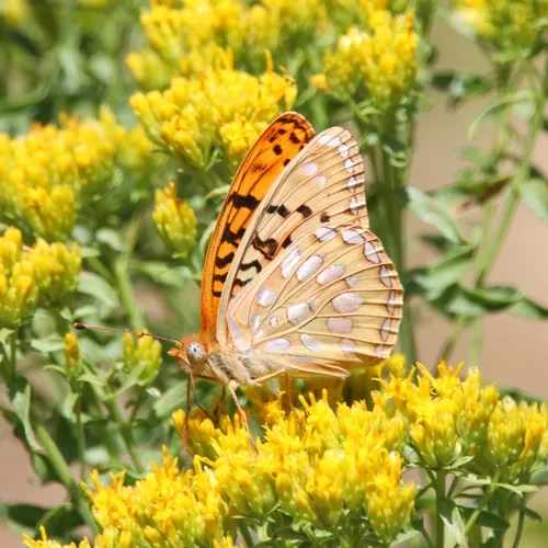 Zerene Fritillary