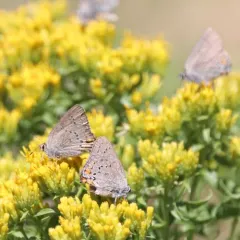California Hairstreak thumbnail 2