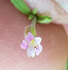 Brewer's Monkeyflower thumbnail 3