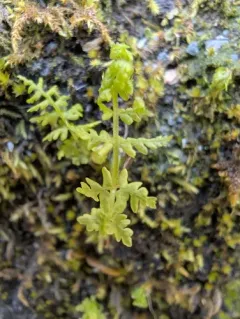Nevada marsh fern thumbnail 2