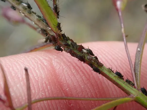 False Foxglove Aphid