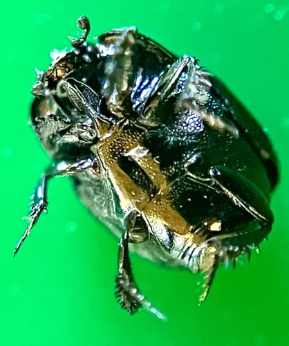 Hypocaccus estriatus