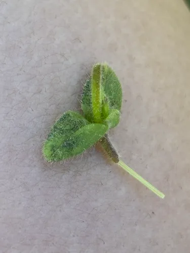 Septoria cerastii