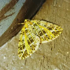 Yellow-veined Geometer Moth thumbnail 4