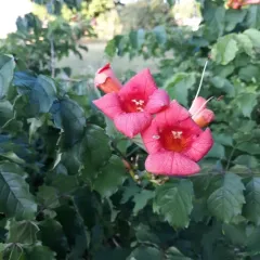 American trumpet vine thumbnail 1