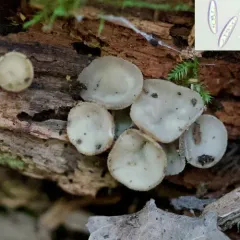 Tatraea macrospora thumbnail 3