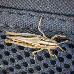 Velvet-striped Grasshopper thumbnail 4