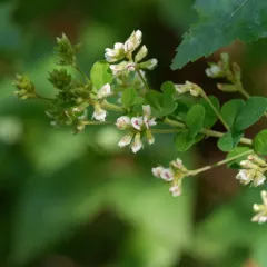 hairy lespedeza thumbnail 2