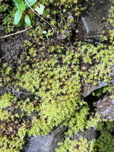 yellowish fork-moss