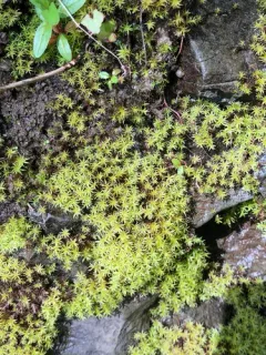 yellowish fork-moss thumbnail 1