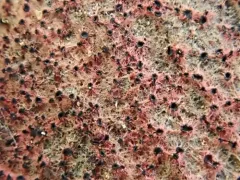 Patinellaria sanguinea thumbnail 2