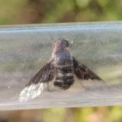 Paravilla separata thumbnail 2