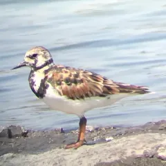 Ruddy Turnstone thumbnail 2