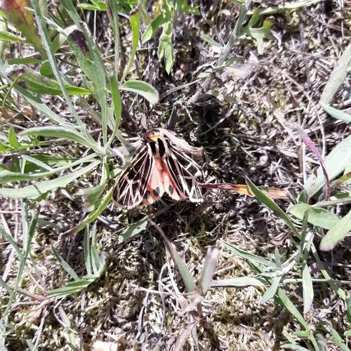 Parthenice Tiger Moth