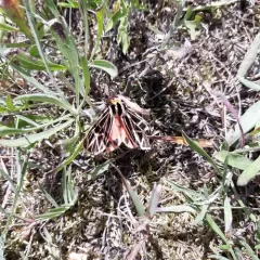 Parthenice Tiger Moth thumbnail 1