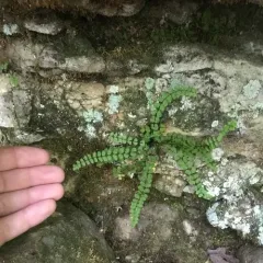 maidenhair spleenwort thumbnail 4