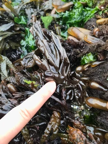 Rockweed Laver