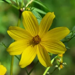 Tickseed Sunflower thumbnail 3