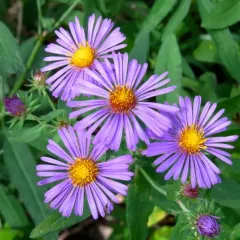 New England aster thumbnail 3