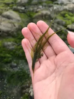 Chaetomorpha aerea thumbnail 1