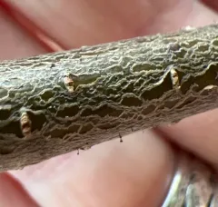 alder needle lichen thumbnail 4
