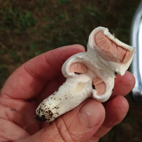 Meadow Mushroom