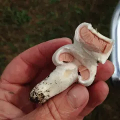 Meadow Mushroom thumbnail 1