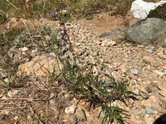 Mountain Blue Penstemon thumbnail 1