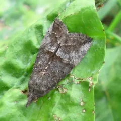 Green Cloverworm Moth thumbnail 2