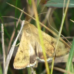 Corn Earworm Moth thumbnail 2