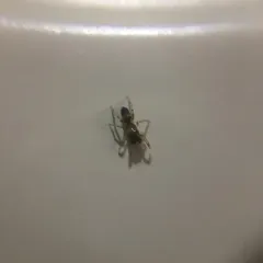 Myrmarachne formicaria thumbnail 4