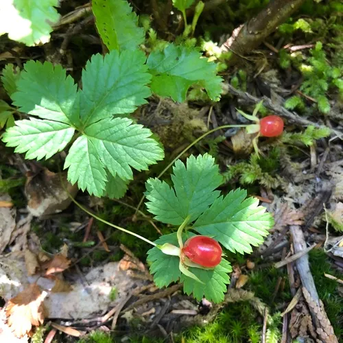 Five-leaf Dwarf Bramble