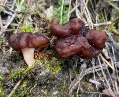 Gyromitra splendida thumbnail 3