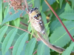 Plains Cicada thumbnail 2