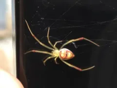 Spintharus flavidus thumbnail 4