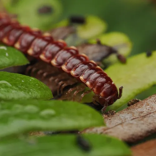 Nearctodesmus insulanus