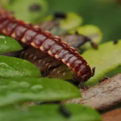 Nearctodesmus insulanus thumbnail 1