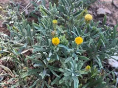 rock-loving fleabane thumbnail 4