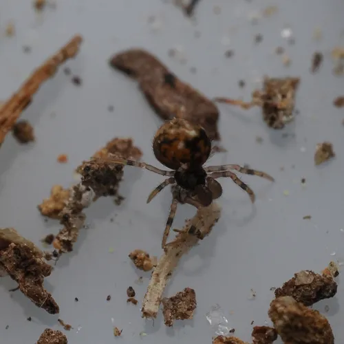 Trogloneta paradoxa