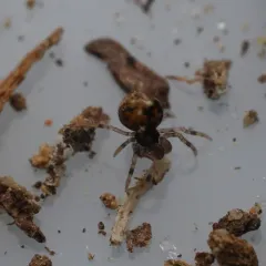 Trogloneta paradoxa thumbnail 1