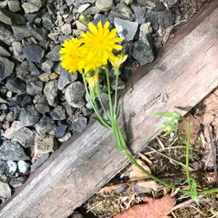 Smooth hawksbeard thumbnail 3