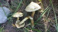 Suillus grisellus thumbnail 2