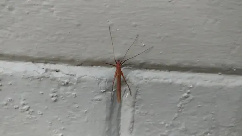Bittacus occidentis
