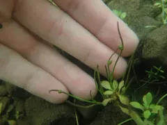 Smith's Bulrush thumbnail 2