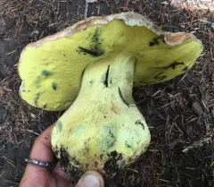 Mountain Butter Bolete thumbnail 4
