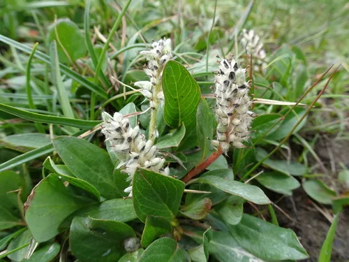 rocky mountain willow