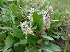 rocky mountain willow thumbnail 1