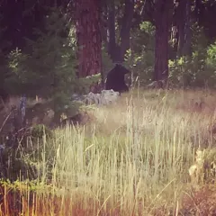American Black Bear thumbnail 3